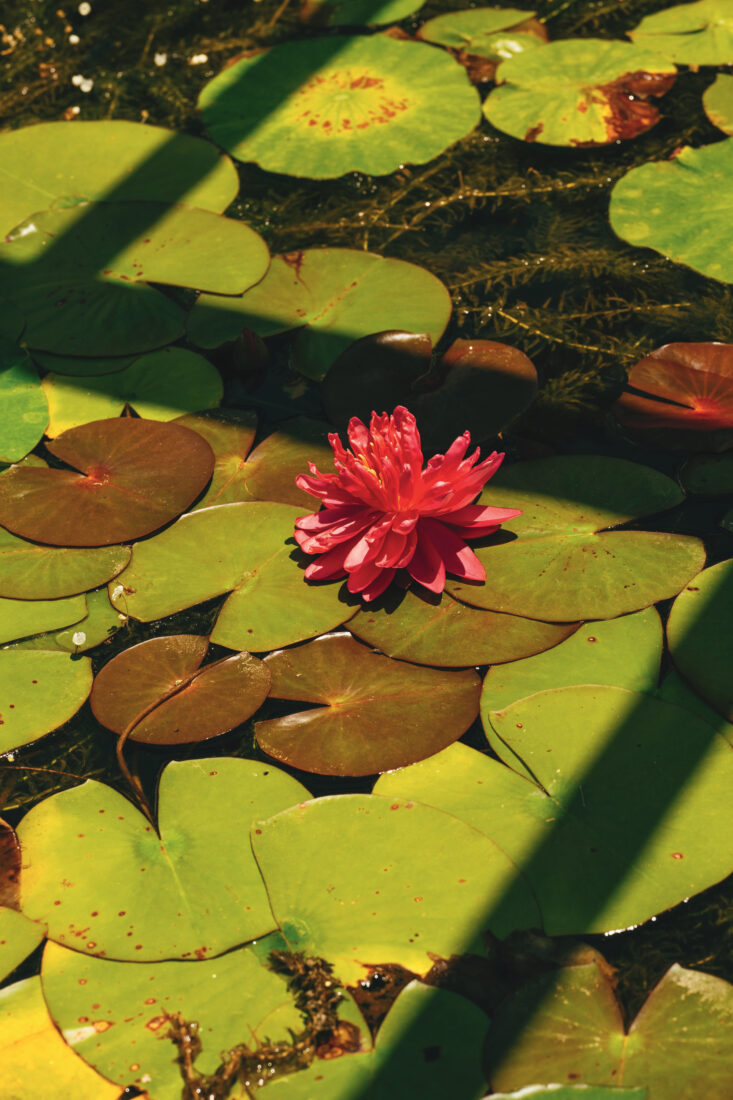A blooming double red water lily