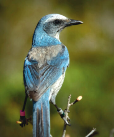 A blue florida scrub jay