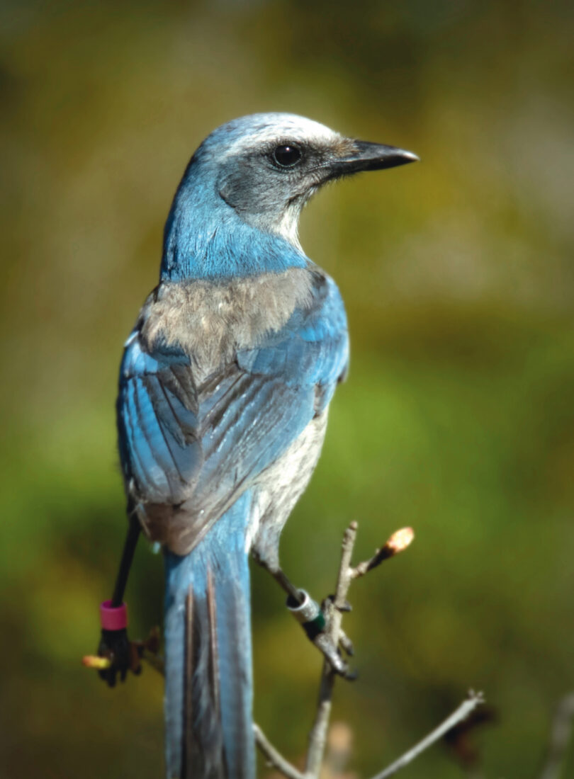A blue florida scrub jay