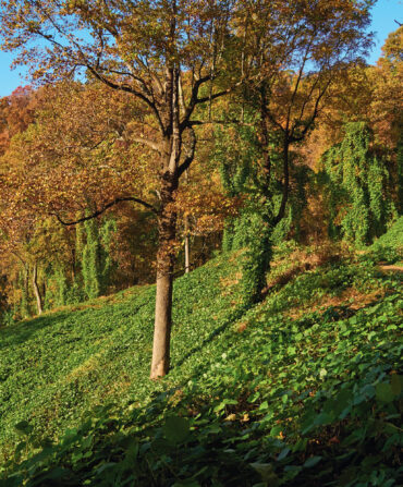 People bike on a lush trail in a forest
