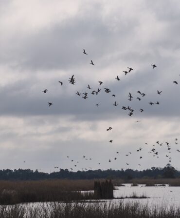 Ducks fly over a lake