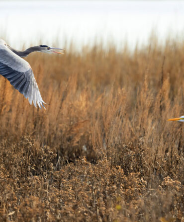 A grey heron and white egret in the marsh