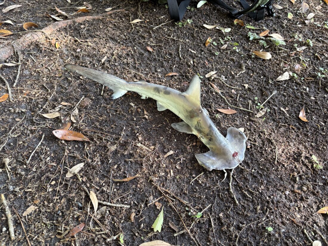 A small hammerhead on the ground