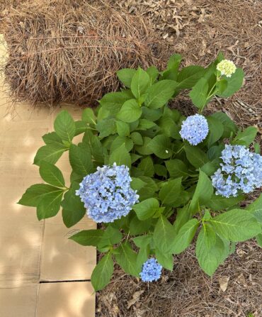 A cardboard box under a hydrangea