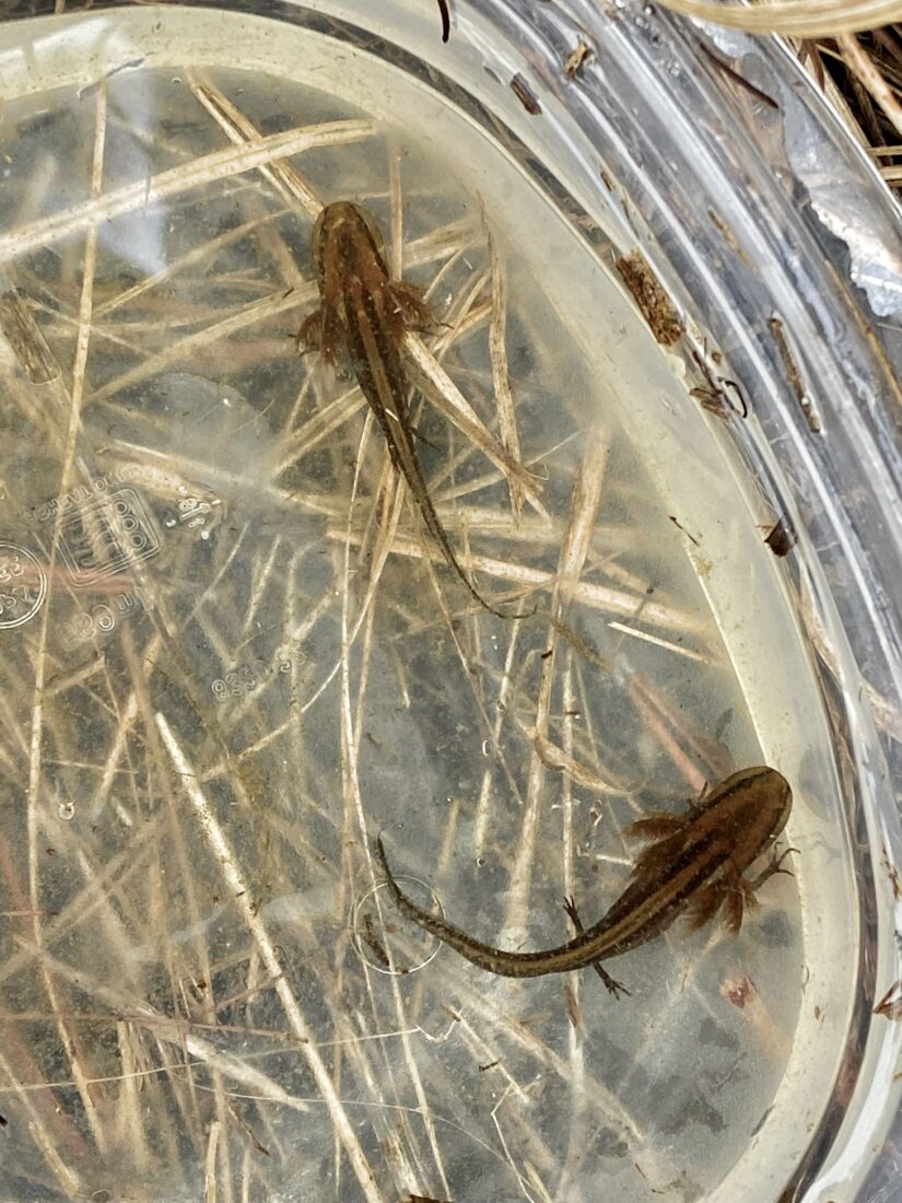 A tupperware holds baby reticulated flatwoods salamanders