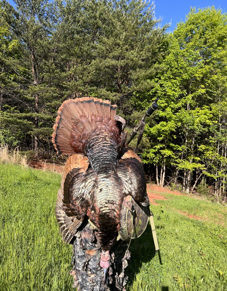 A person holds up a turkey with blonde-tinged feathers