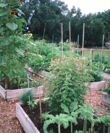 A community garden