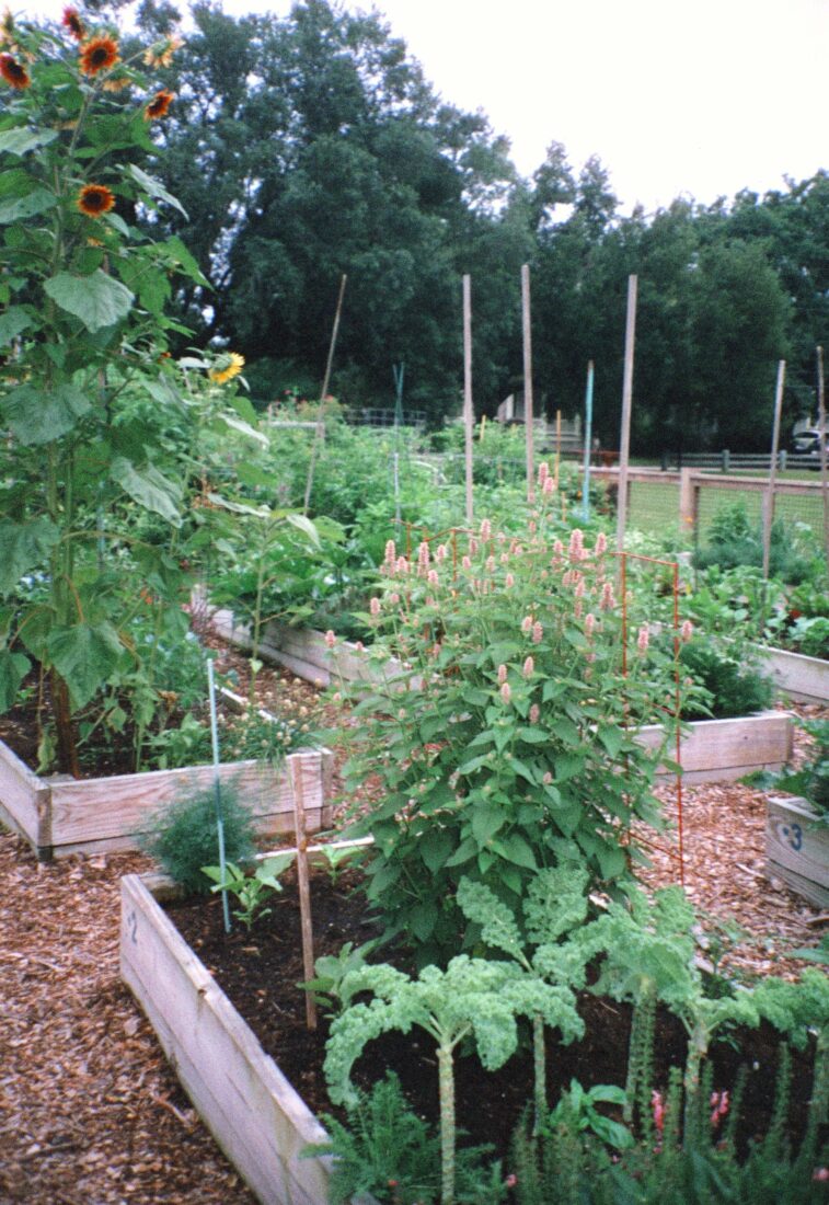 A community garden