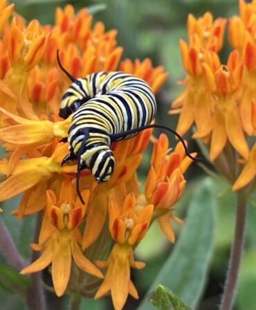 A monarch caterpillar on a milkweed flower.