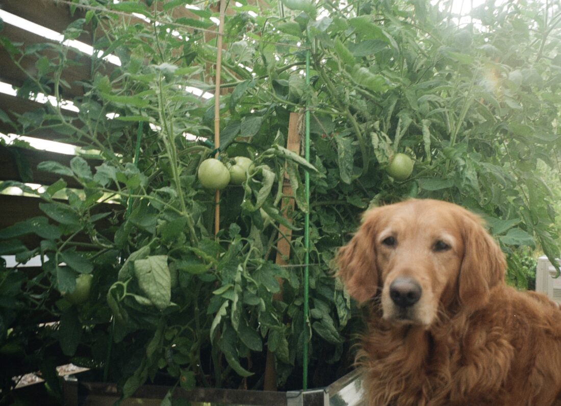 A dog and tomato plants