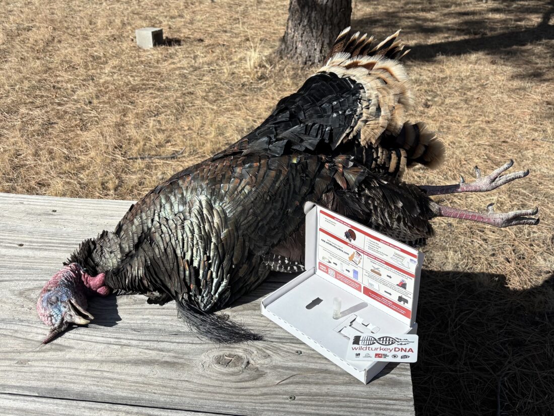 A turkey with a dna test kit