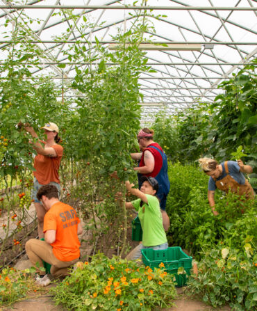 People in a greenhouse harvest basil and tomatoes