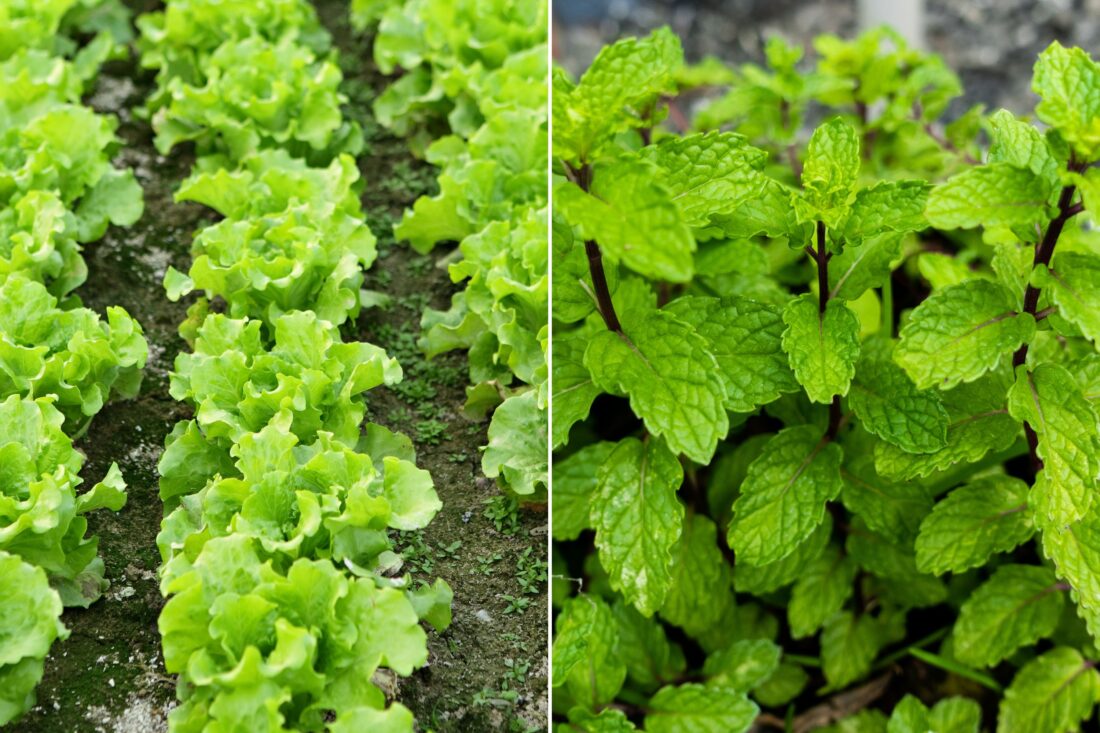 Two photos: rows of lettuce, a mint plant