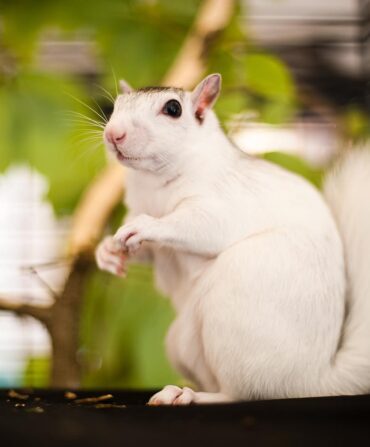 A white squirrel