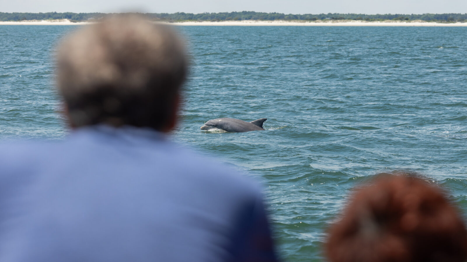 A dolphin comes out of the water