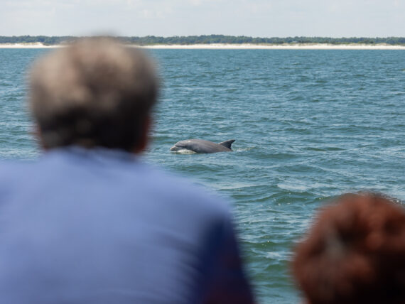 A dolphin comes out of the water