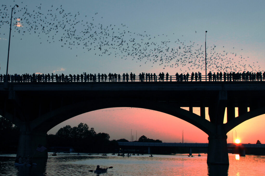 Bats take flight from a bridge
