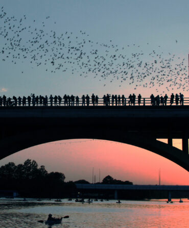 Bats take flight from a bridge