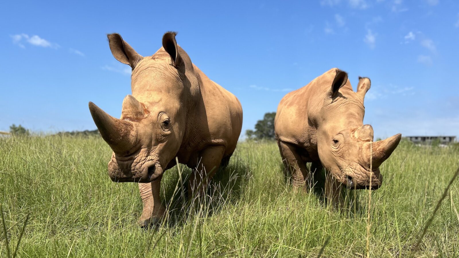 Two white rhinos in a field