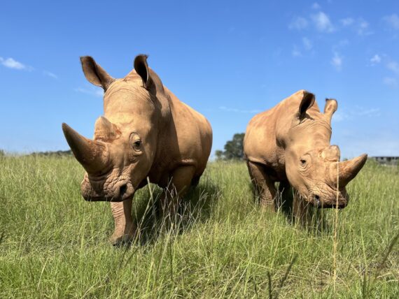 Two white rhinos in a field