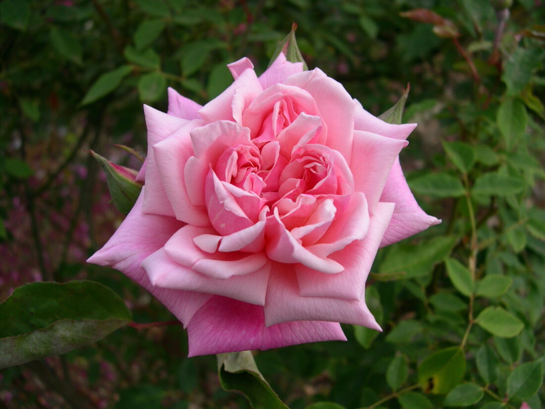 A big pink rose