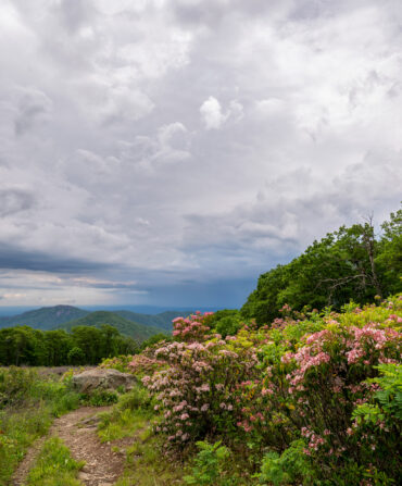 A walking trail cutting through wildflowers with mountains in the background.