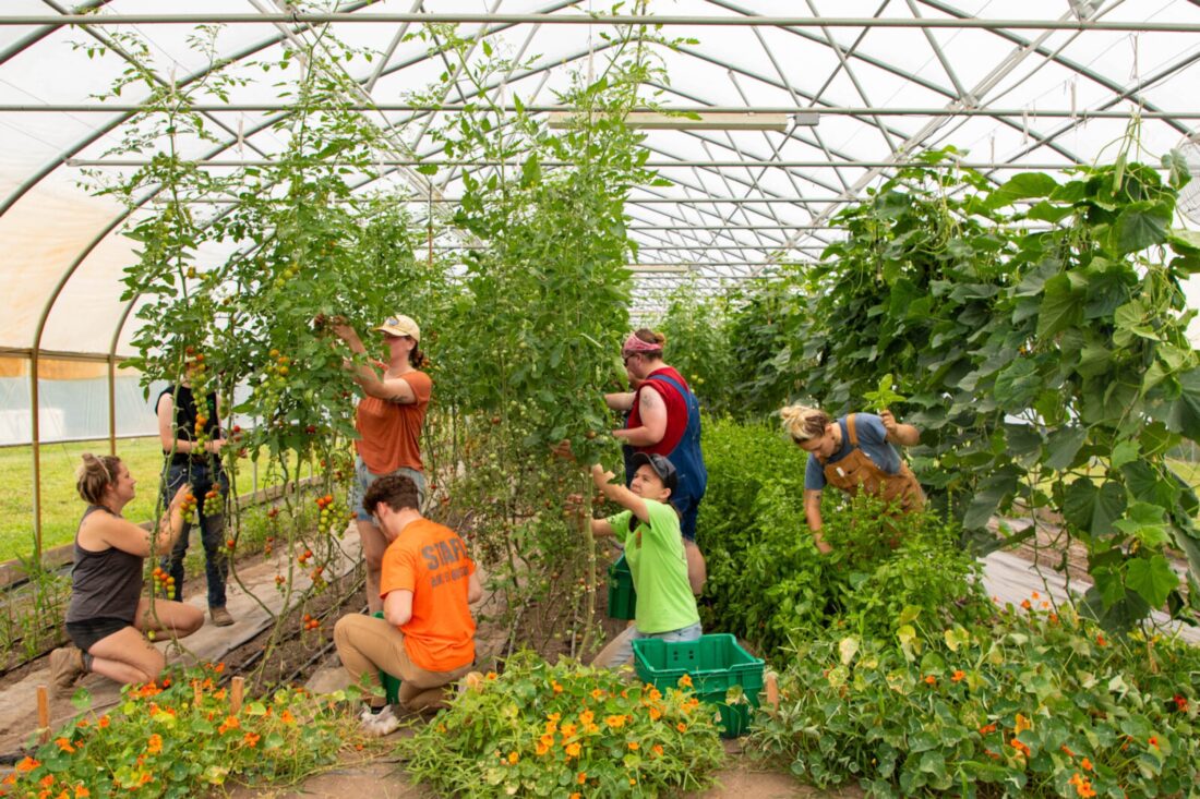 A group of people harvesting produce in a greenhouse