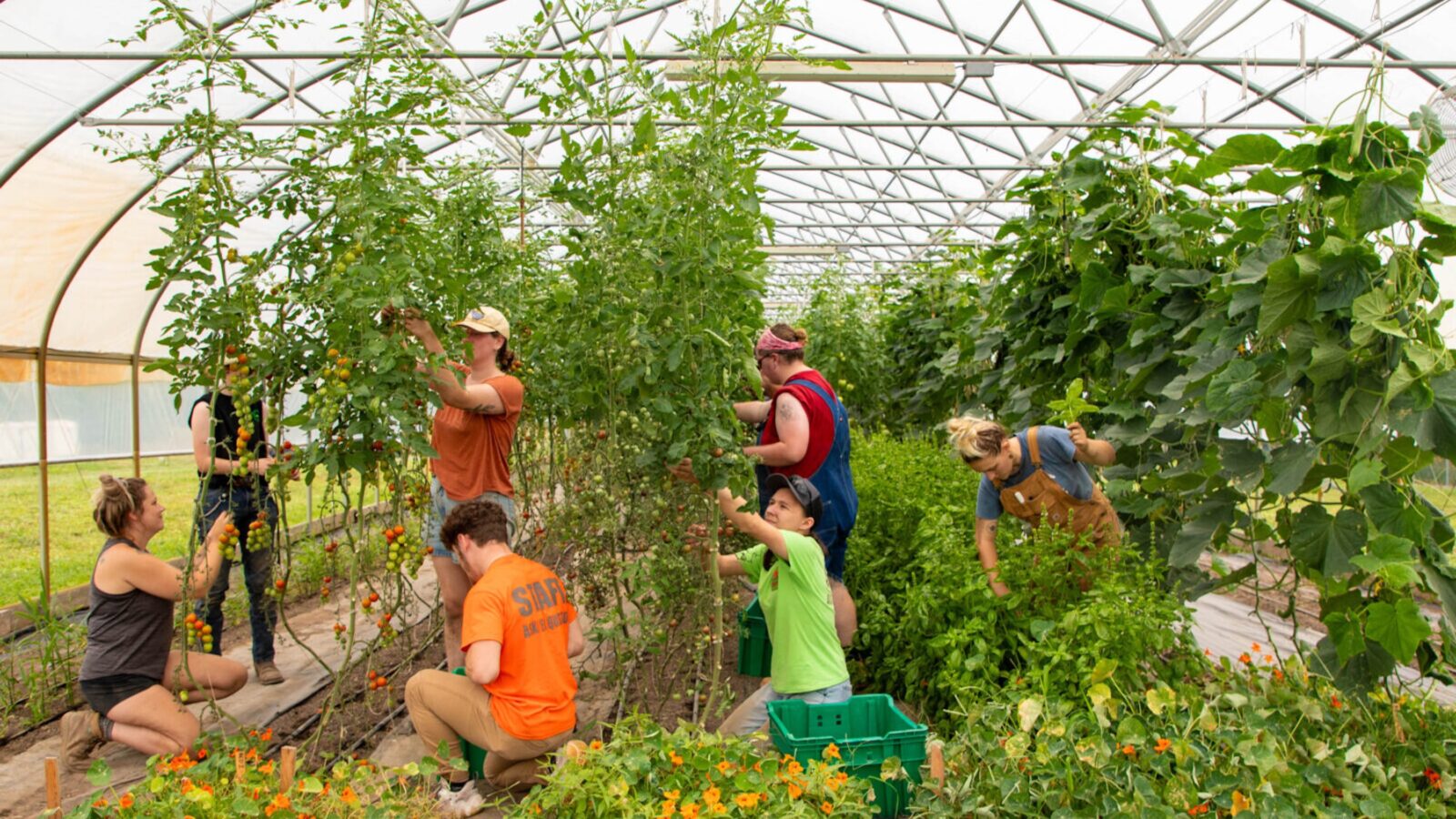 A group of people harvesting produce in a greenhouse