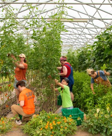 A group of people harvesting produce in a greenhouse