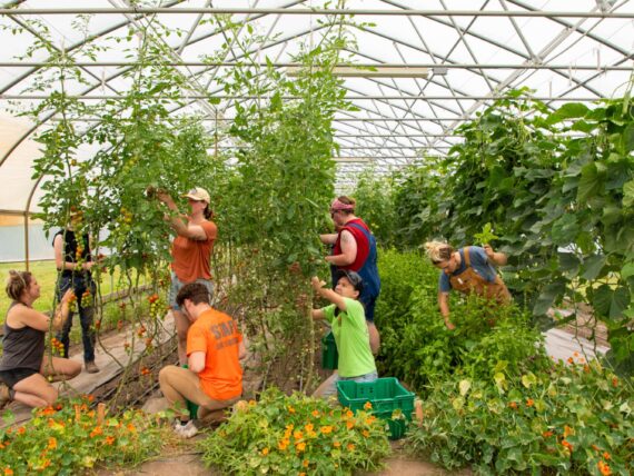 A group of people harvesting produce in a greenhouse