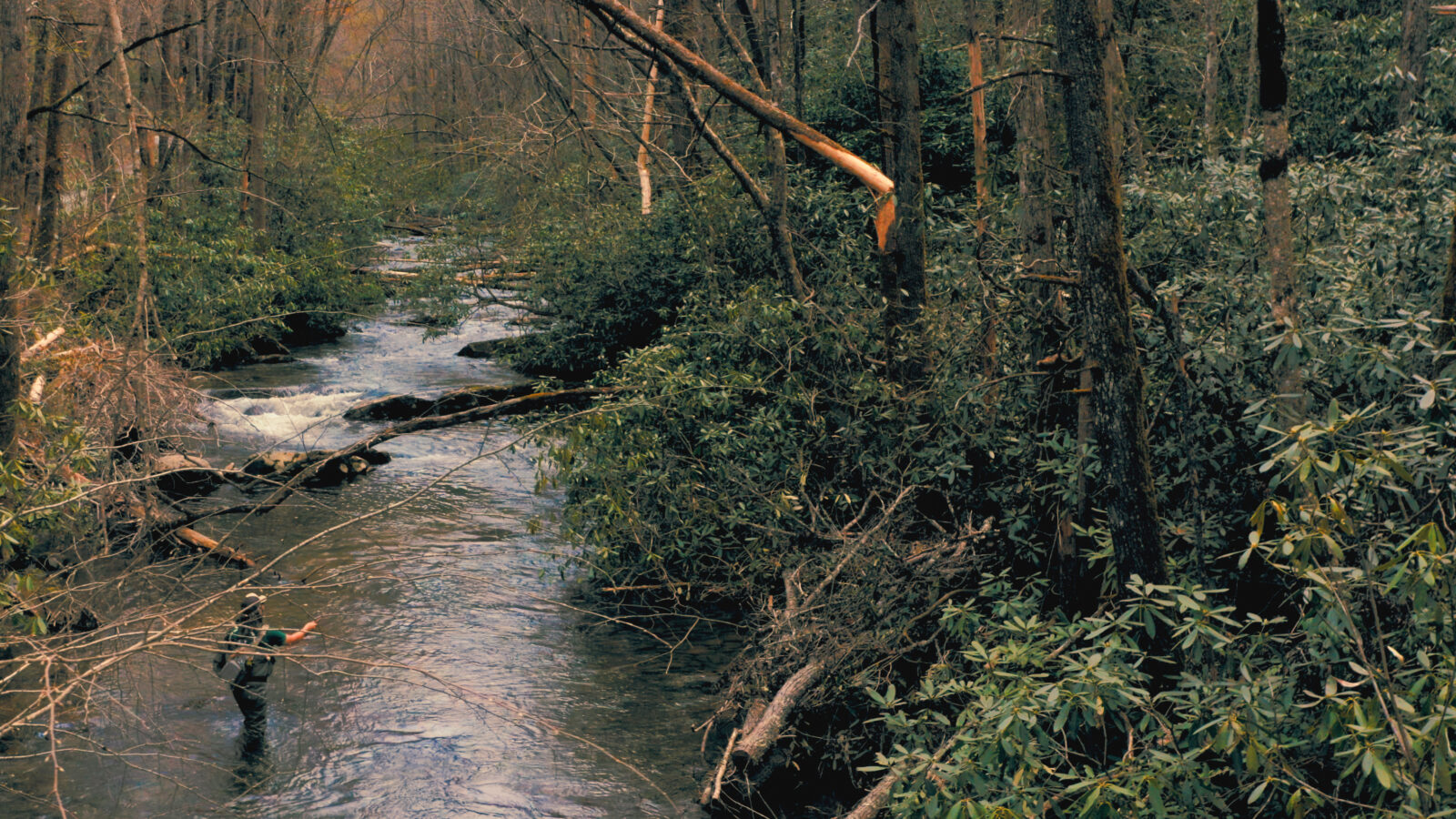 A man angles for trout in a stream in a forest