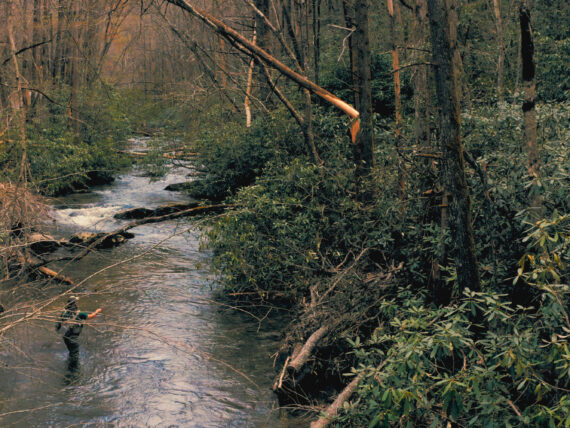A man angles for trout in a stream in a forest