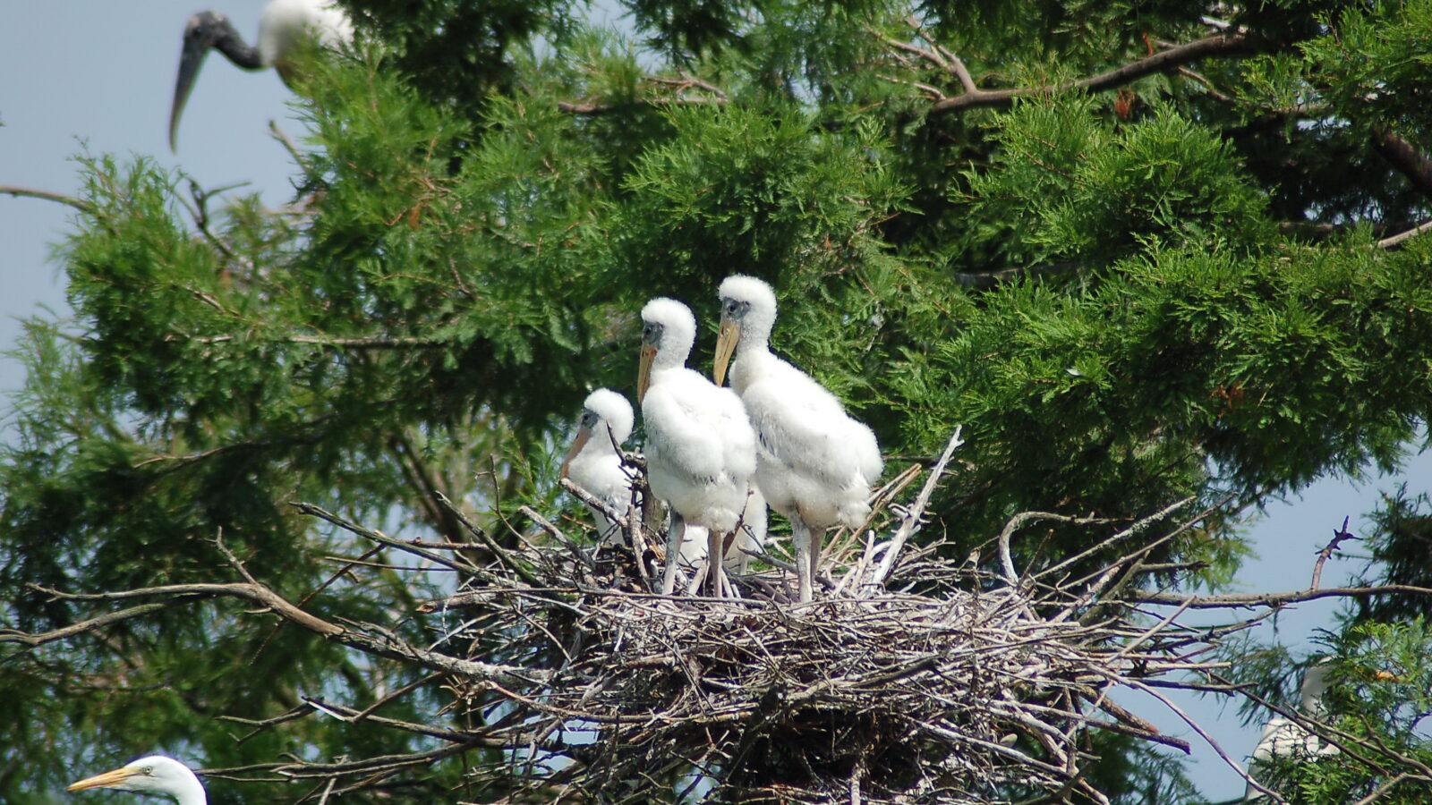 Young wood storks in a nest in a tree