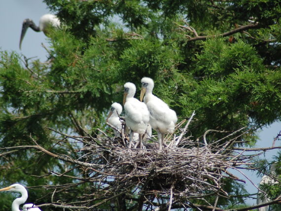 Young wood storks in a nest in a tree