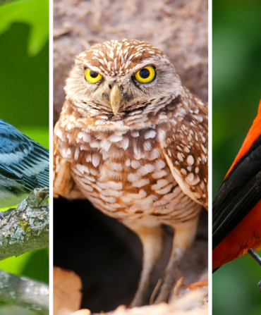 Three photos of birds: cerulean warbler, burrowing owl, scarlet tanager