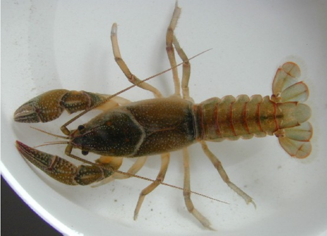 A crayfish