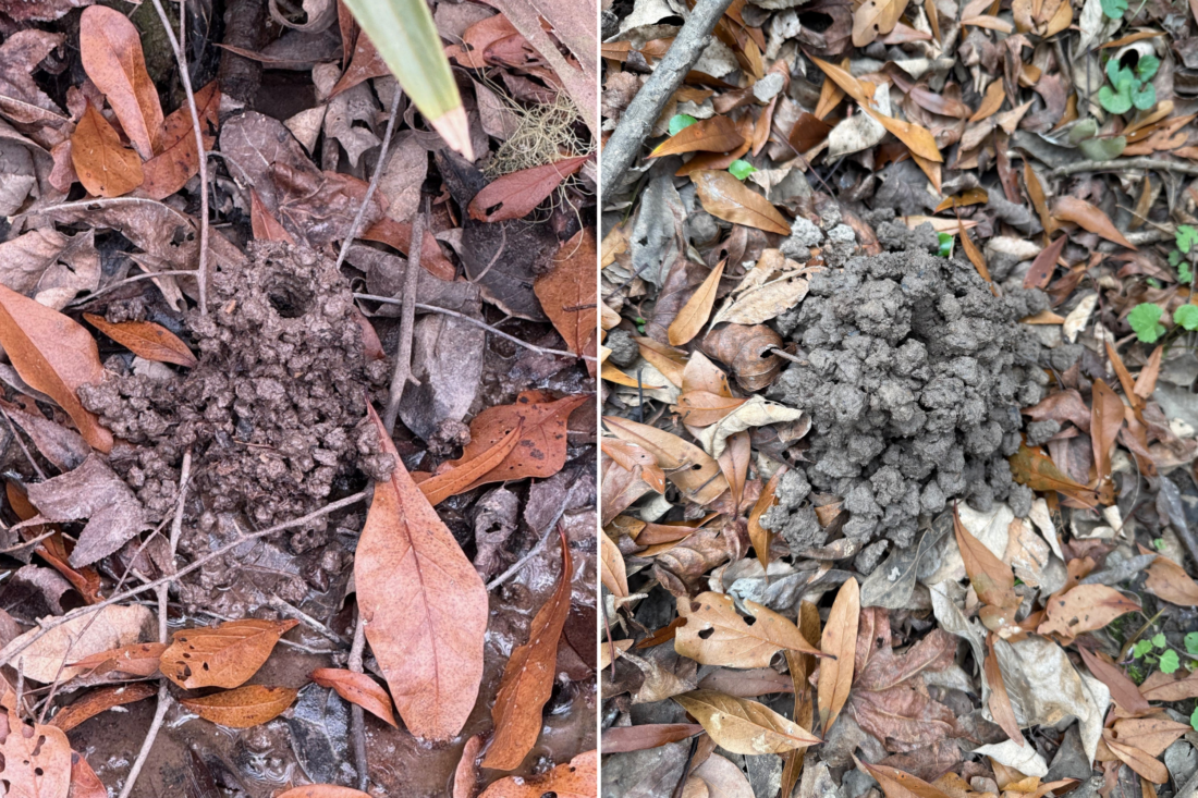 Two photos of crayfish mounds