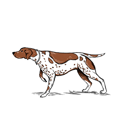 You got your first bird dog