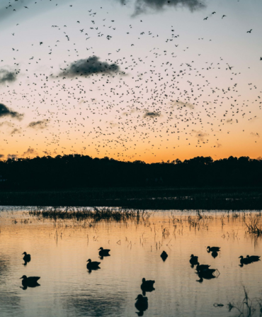 A morning sky with ducks in flight; a body of water below shows ducks on the water